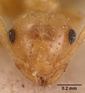 Crematogaster madecassa casent0102054 head 1.jpg