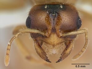 Dolopomyrmex pilatus casent0178568 head 1.jpg