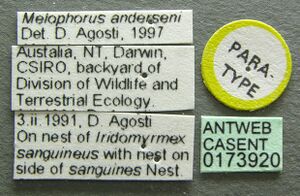 Melophorus anderseni casent0173920 label 1.jpg