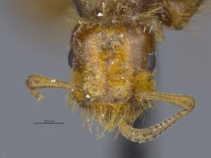 MCZ-ENT00029064 Lasius pogonogynus hef.jpg