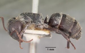 Camponotus auropubens aldabrensis casent0102448 profile 2.jpg