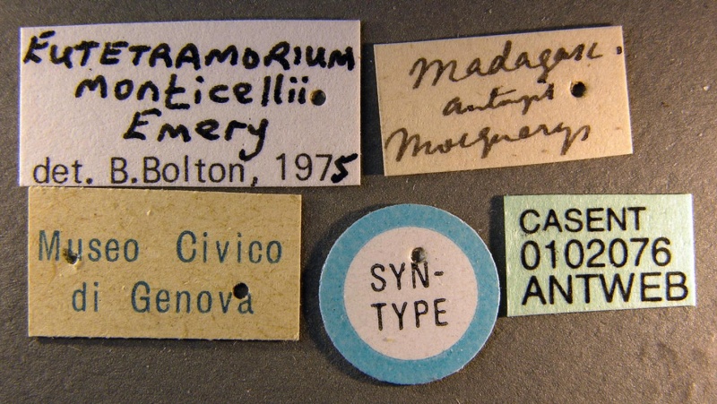 File:Eutetramorium monticellii casent0102076 label 1.jpg