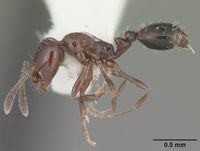 Monomorium ebeninum casent0104083 profile 1.jpg