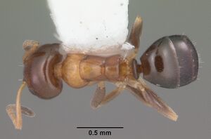 Ochetellus glaber casent0104159 dorsal 1.jpg