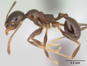 Pheidole vafra casent0178064 profile 1.jpg