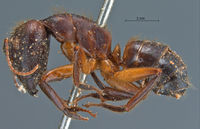 Camponotus-misturus-fornaronis-lateral-am-lg.jpg