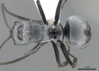 Polyrhachis inermis casent0281391 d 1 high.jpg