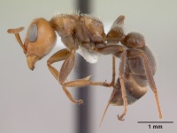 Pseudomyrmex kuenckeli casent0173767 profile 1.jpg