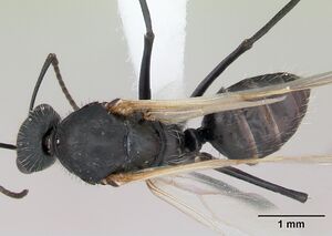 Camponotus cameranoi casent0173401 dorsal 1.jpg