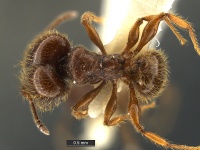 Pheidole-hortonae-MCZ001D-Holotype-Soldier.jpg