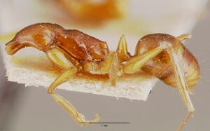 Anochetus madagascarensis mcztype20512 profile 1.jpg