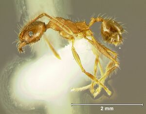 Pheidole-plagiariaLm3.2.jpg