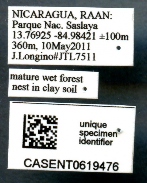 File:Pheidole colobopsis casent0619476 l 1 high.jpg
