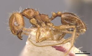 Pheidole cordiceps casent0908129 p 1 high.jpg