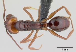 Anochetus madagascarensis casent0146279 dorsal 1.jpg