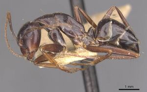 Camponotus alii casent0910108 p 1 high.jpg