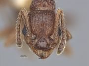 MCZ-29523 Myrmica trullicornis paratype head.jpg