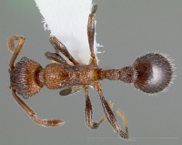 Myrmica rugiventris casent0005704 dorsal 1.jpg