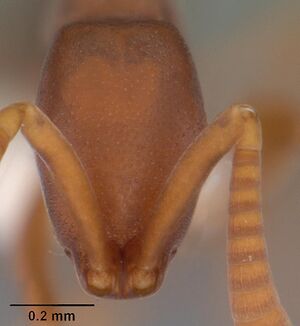 Probolomyrmex boliviensis casent0102223 head 1.jpg