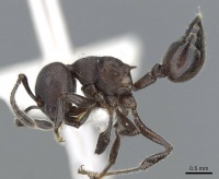 Crematogaster yamanei casent0905904 p 1 high.jpg