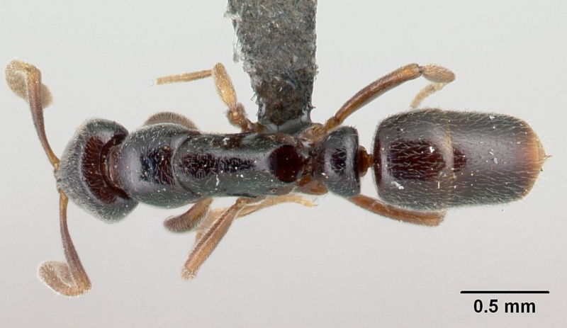 File:Hypoponera occidentalis D casent0192381.jpg