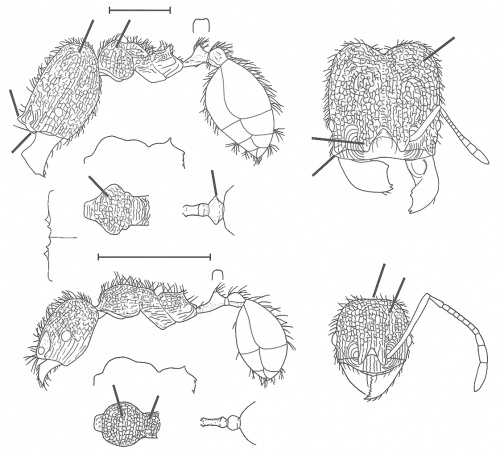 Pheidole aper Wilson 2003.jpg