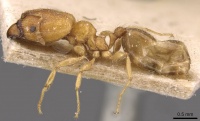 Pheidole schoutedeni casent0907849 p 1 high.jpg