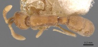 Probolomyrmex brevirostris casent0907208 d 1 high.jpg