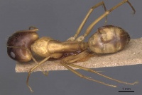 Camponotus guttatus casent0905280 d 1 high.jpg
