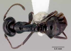 Iridomyrmex occiduus casent0172062 dorsal 1.jpg