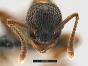 Myrmica-fracticornis-MCZ001H.jpg