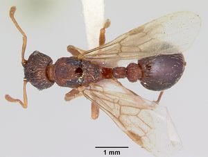 Myrmica lobicornis casent0103401 dorsal 1.jpg