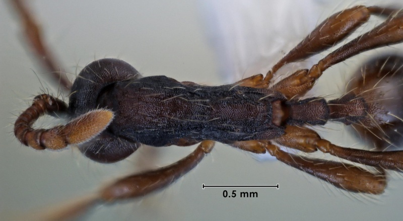 File:Aenictus aratus ANIC32-015764 top 50-Antwiki.jpg