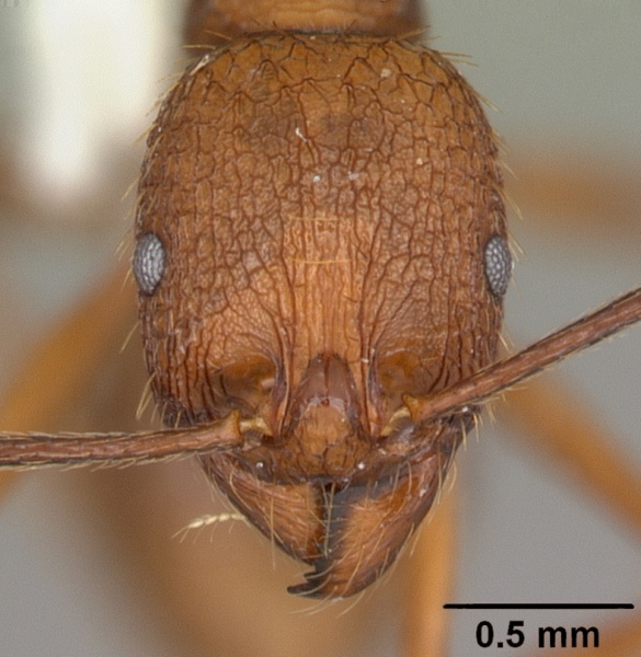 File:Aphaenogaster umphreyi casent0103612 head 1.jpg