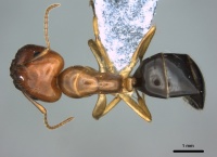 Camponotus polynesicus casent0187123 d 1 high.jpg
