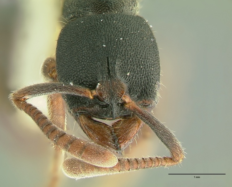 File:Ectomomyrmex simillimus hef.jpg