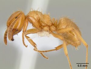 Lasius californicus casent0106045 profile 1.jpg