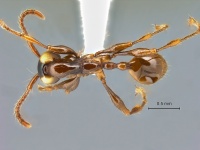 Aenictus-pfeifferi-dorsal-am-lg.jpg