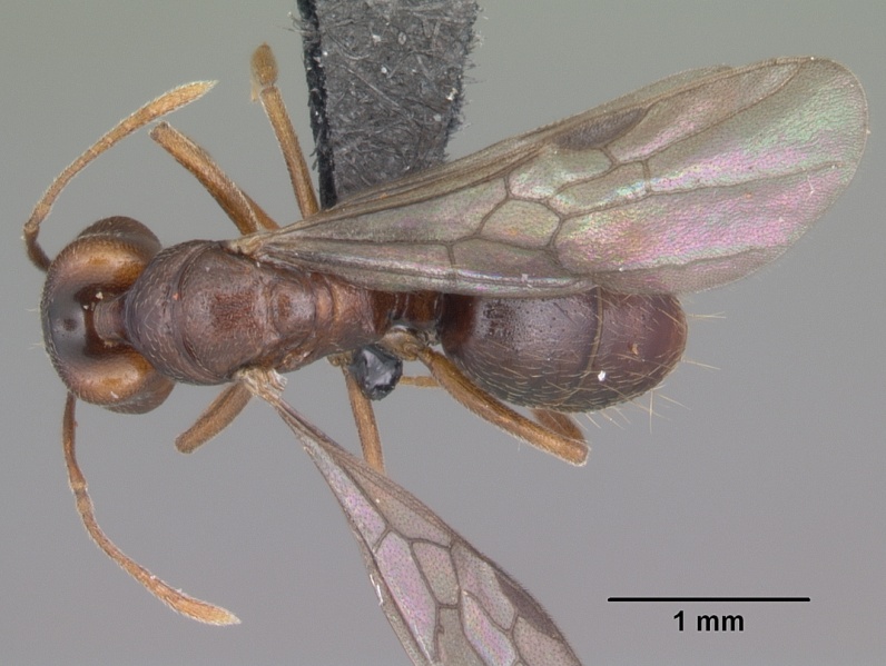 File:Anochetus grandidieri casent0497583 dorsal 1.jpg