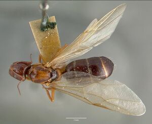 Camponotus hyatti castype00599 dorsal 1.jpg