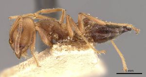 Crematogaster spengeli casent0908637 p 1 high.jpg