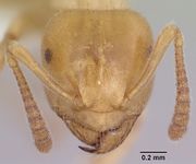 Lasius subglaber casent0104878 head 1.jpg