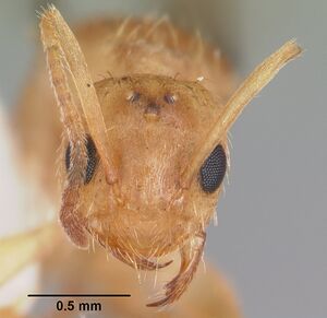 Paratrechina arenivaga casent0104196 head 1.jpg