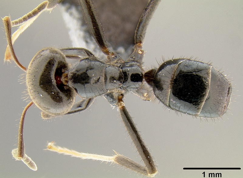 File:Philidris nagasau casent0171058 d 1 high.jpg