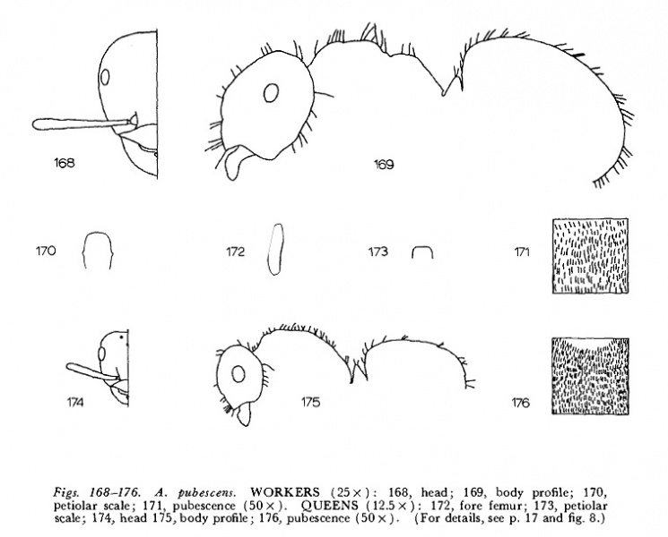 File:Wing 1968 Acanthomyops fig 168-176.jpg