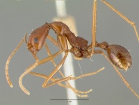 Aphaenogaster mexicana castype00653 profile 1.jpg