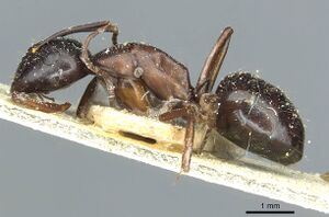 Camponotus linnaei casent0911965 p 1 high.jpg
