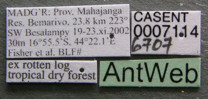 File:Eutetramorium monticellii casent0007114 label 1.jpg