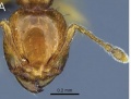 Fischer-et-al-2014-Carebara-29Carebara-nicotianae minor hef.jpg