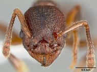 Myrmica incompleta casent0005703 head 1.jpg